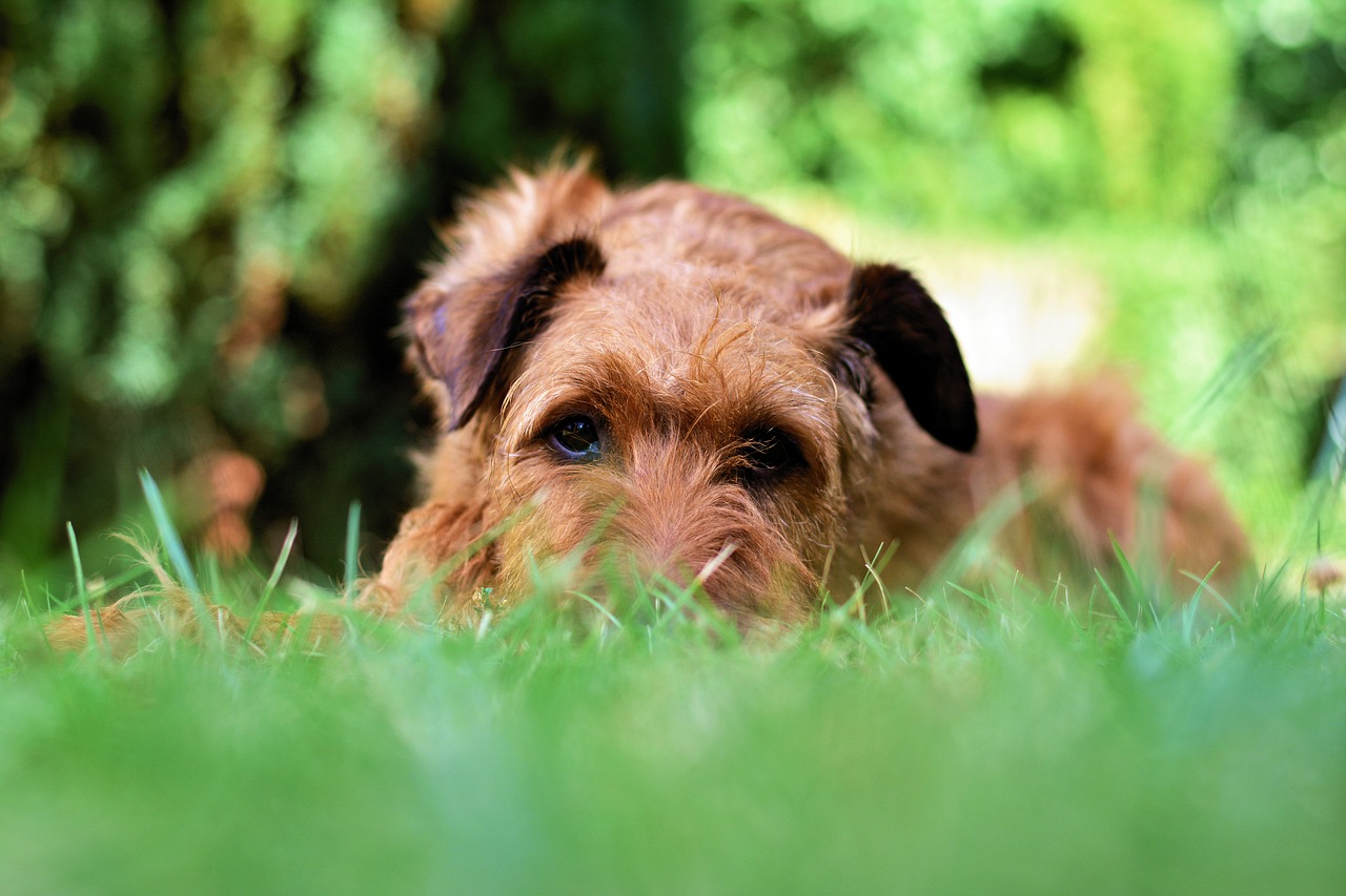 dog  irish terrier  garden free photo