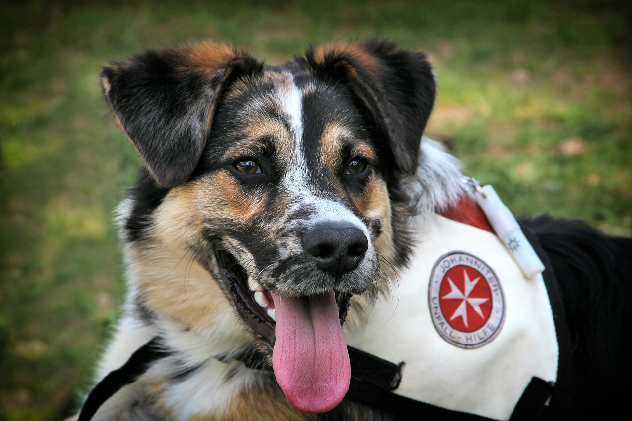 dog  rescue  help free photo