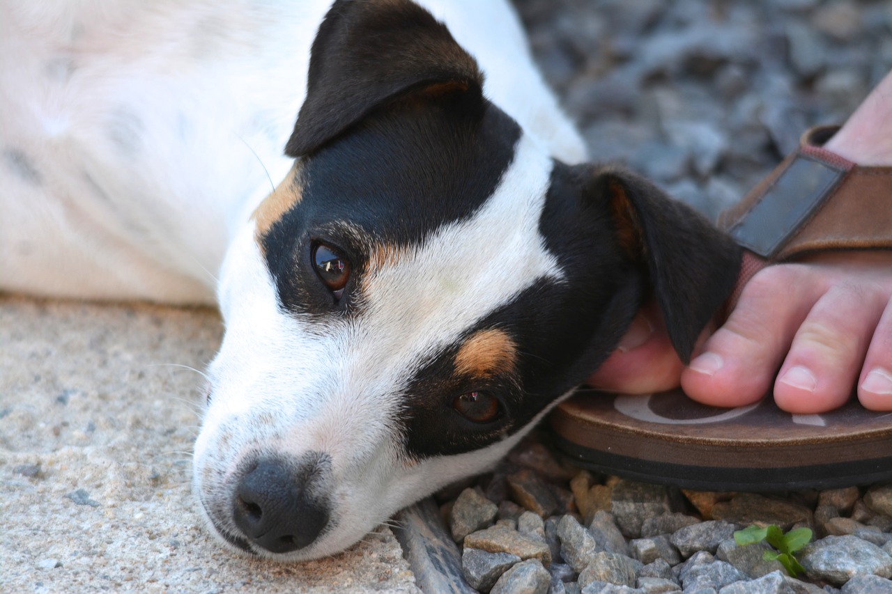 dog  jack russel  foot free photo