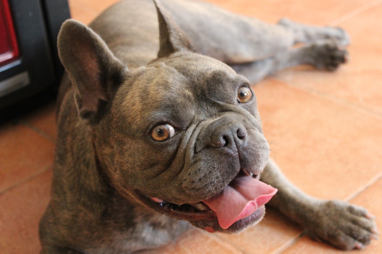 dog  bulldog  french bulldog free photo