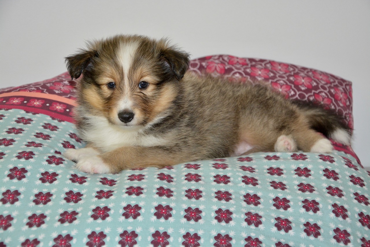 dog  puppy  puppy sheepdog shetland free photo