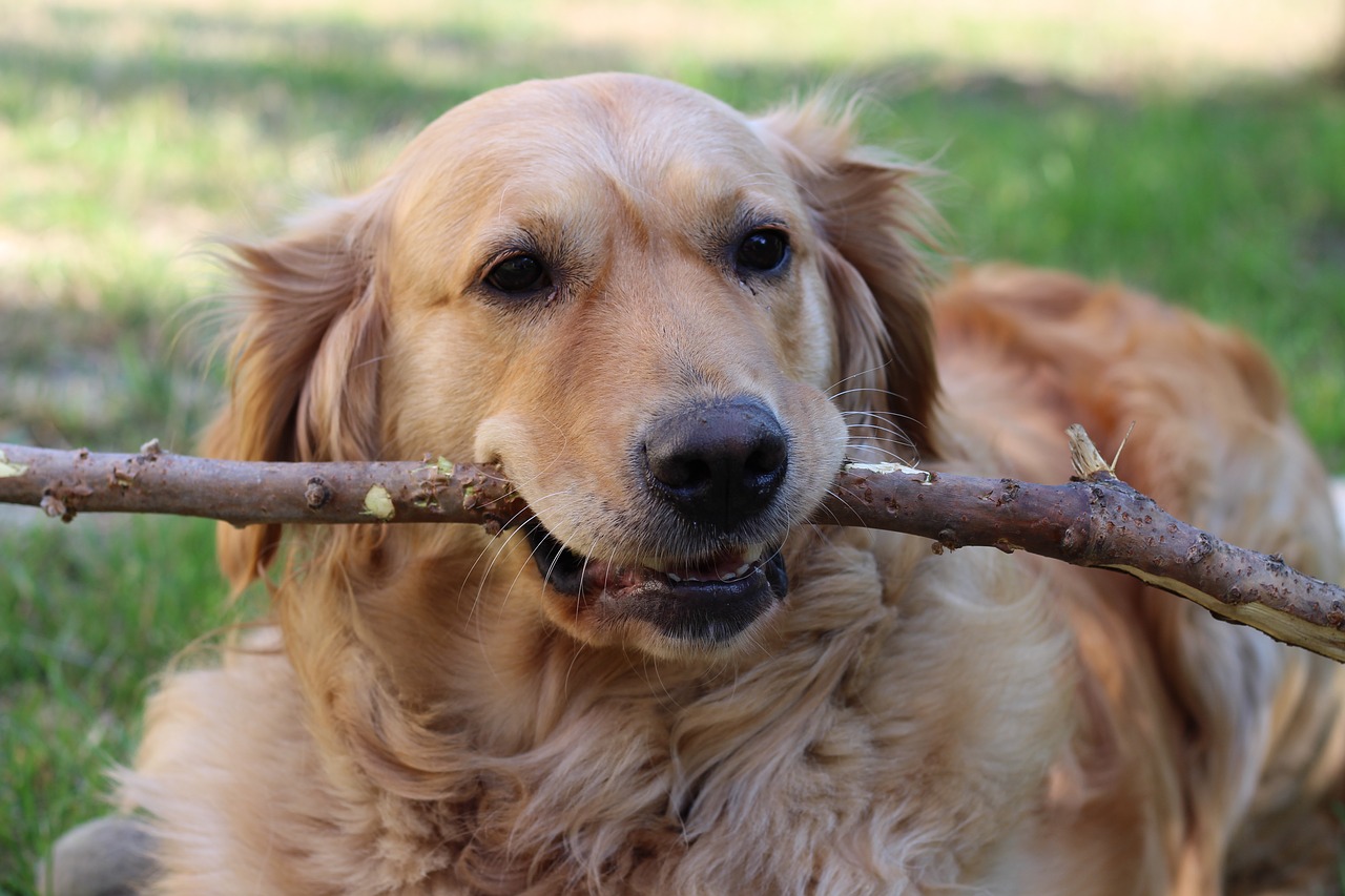 dog  golden retriver  friend free photo