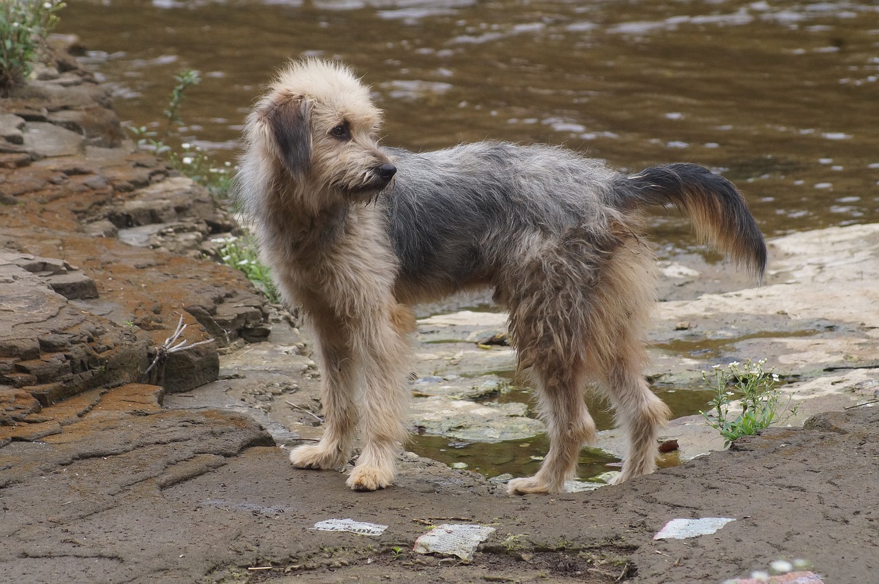 dog  water  river free photo