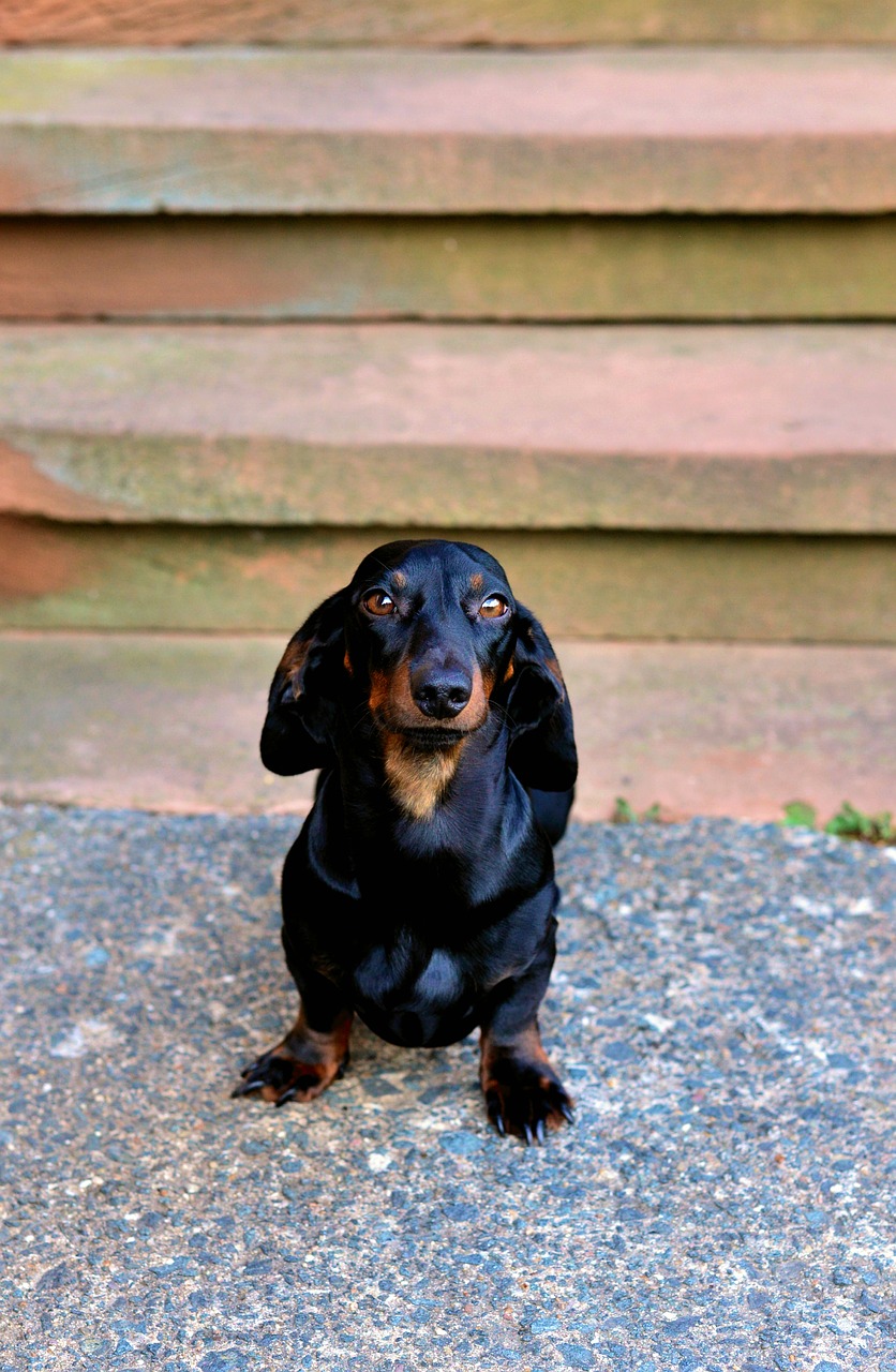 dog  dachshund  animal free photo