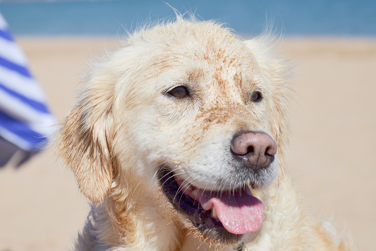 dog  golden retriever  animal free photo