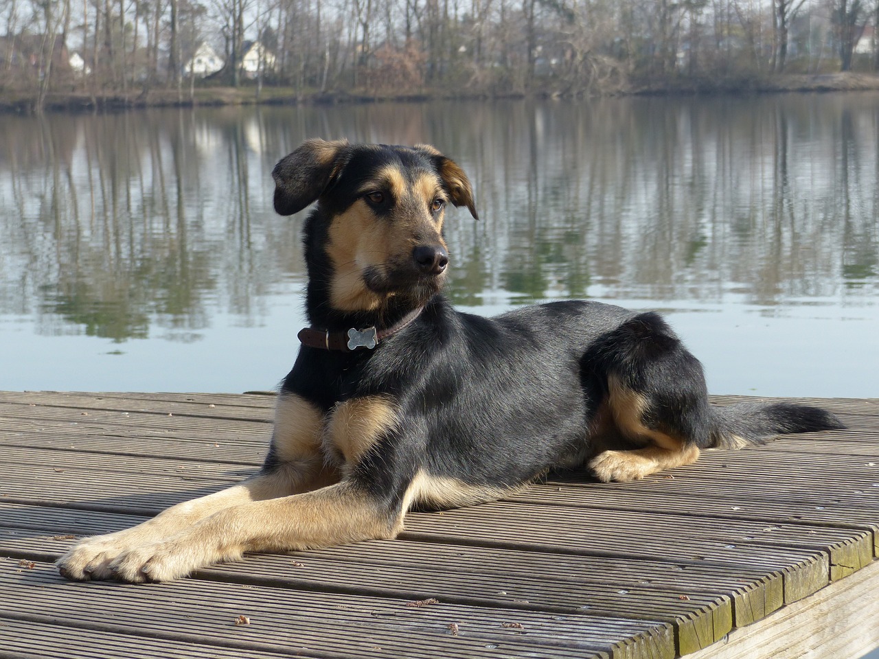 dog  hybrid  lake free photo