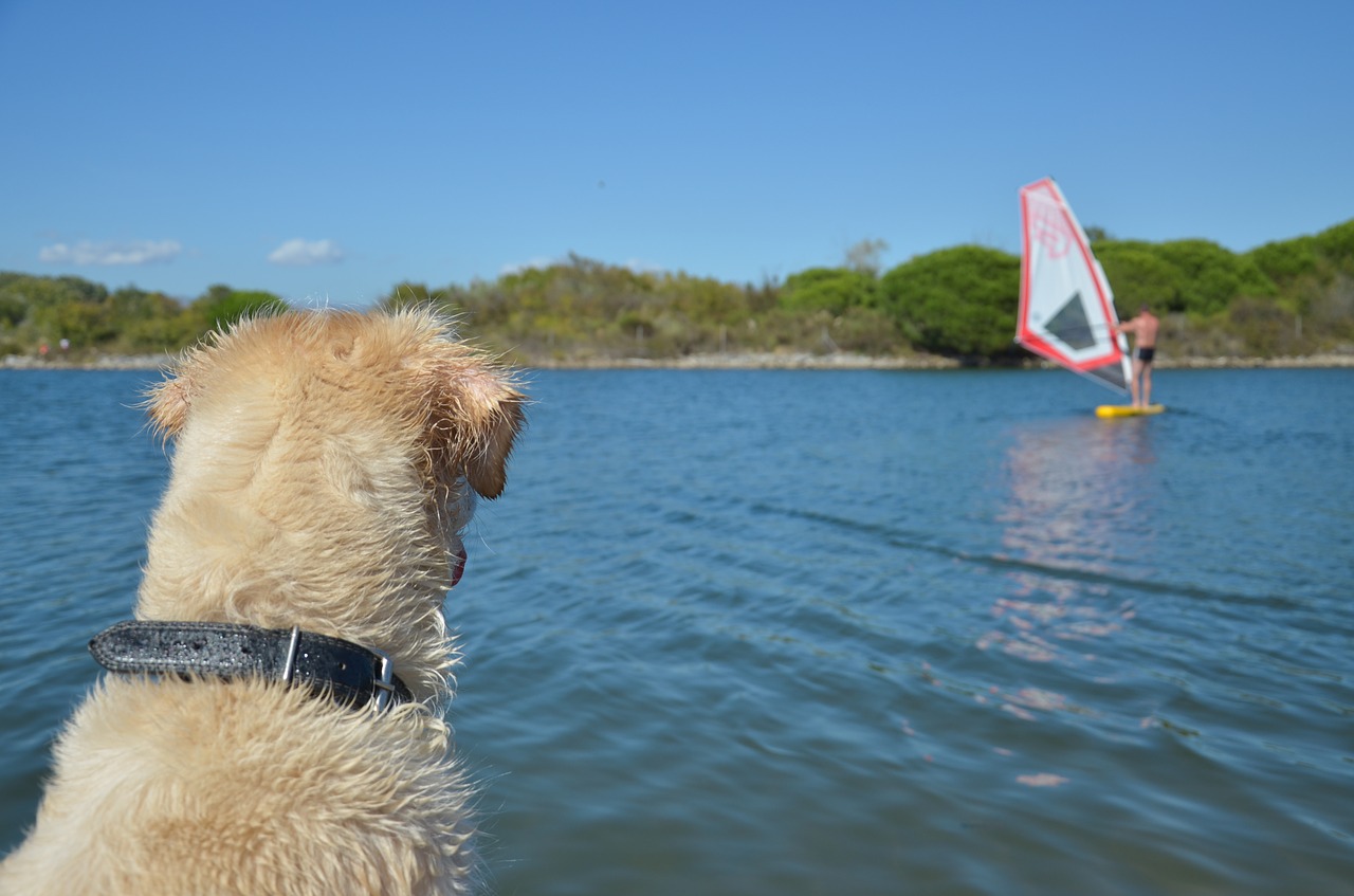 dog  golden retriever  pet free photo