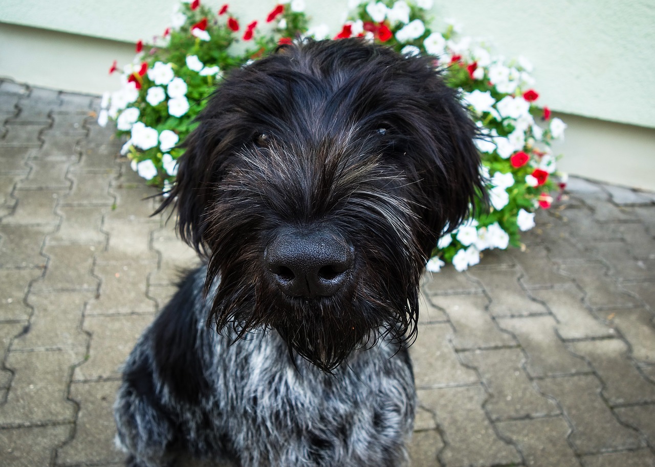 dog  black dog  german wire hair free photo