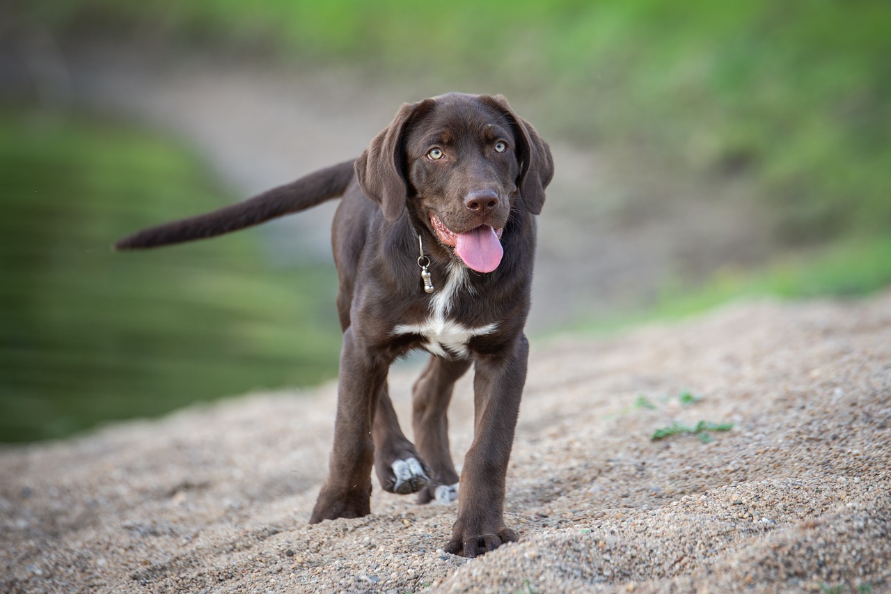 dog  labrador  puppy free photo