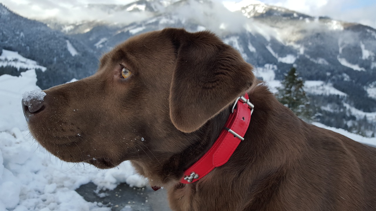 dog  labrador  mountains free photo