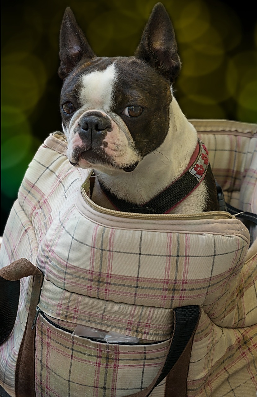 dog  boston terrier  bag free photo