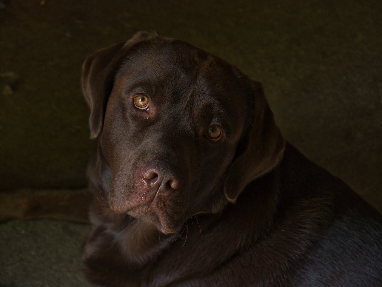 dog  labrador  brown free photo