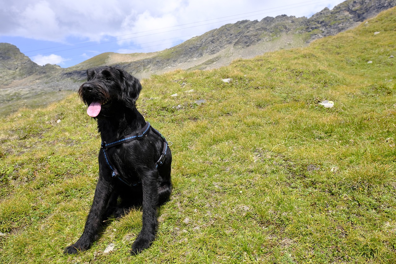 dog  pet  labradoodle free photo