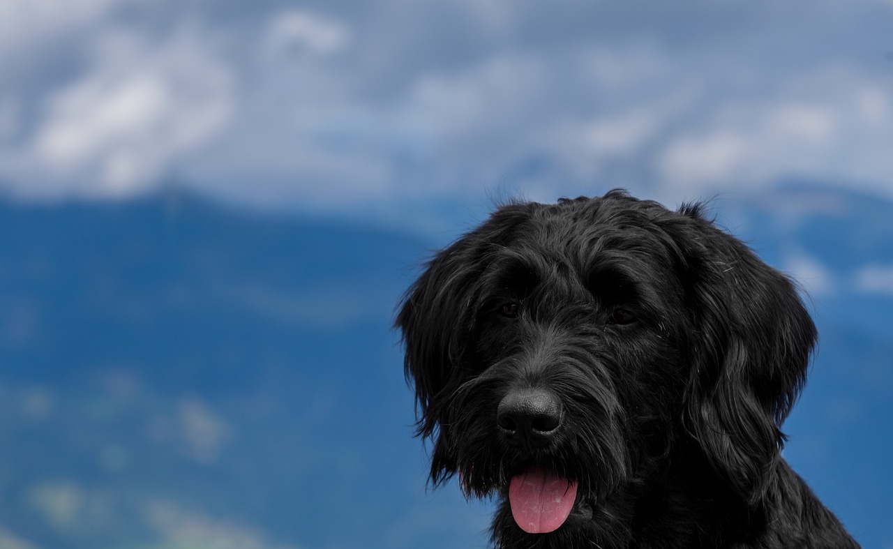 dog  pet  labradoodle free photo