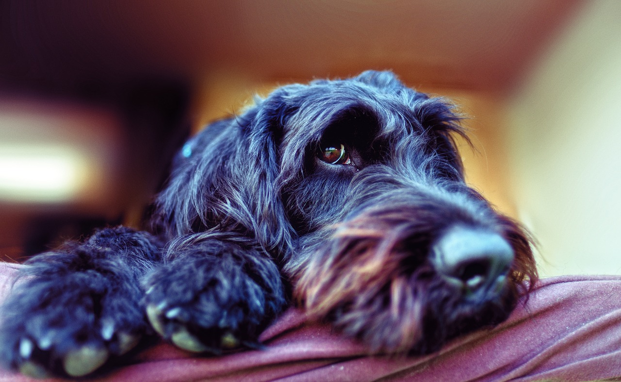 dog  pet  labradoodle free photo