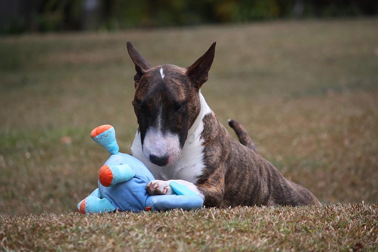 dog  bull terrier  miniature free photo