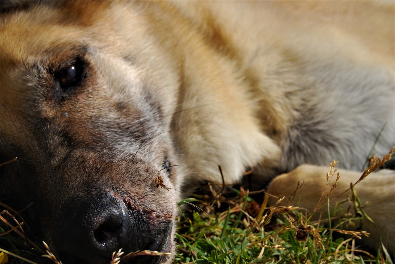 dog  german shepherd  animal free photo