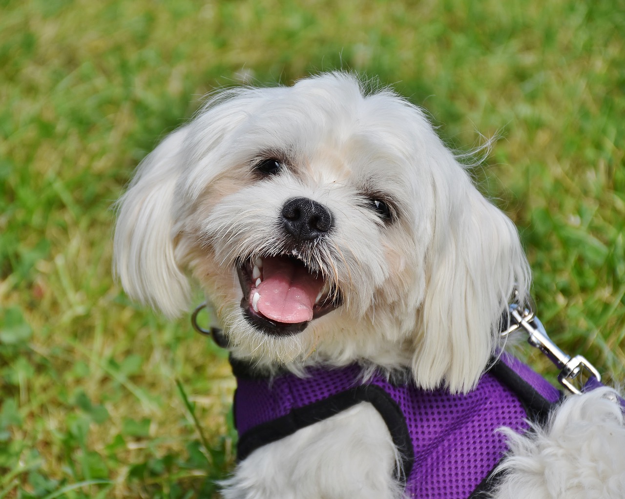 dog  maltese  small free photo