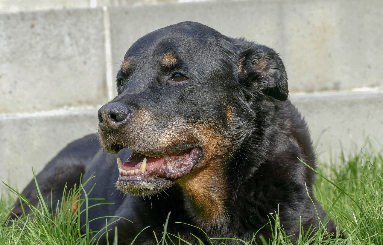 dog  rottweiler  animal free photo