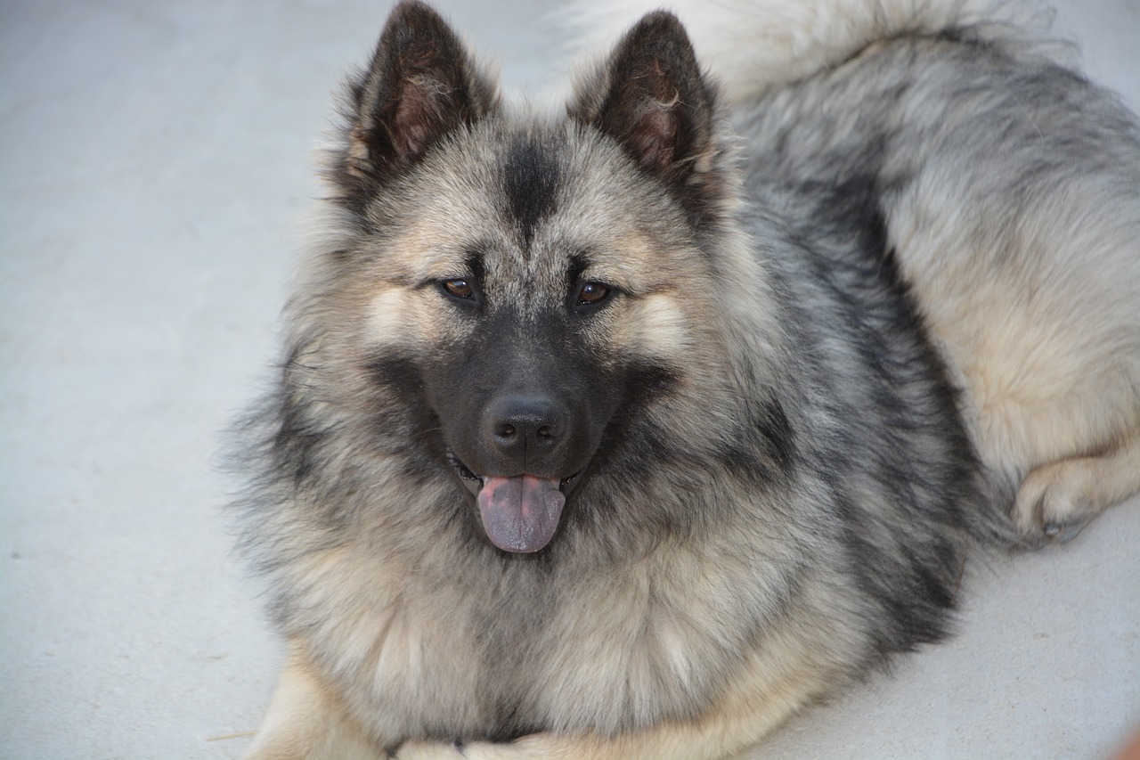 dog  bitch  dog eurasier free photo