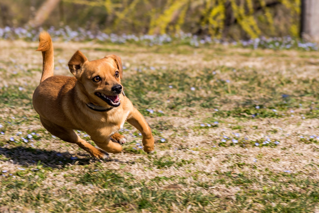 dog  friend  friendship free photo