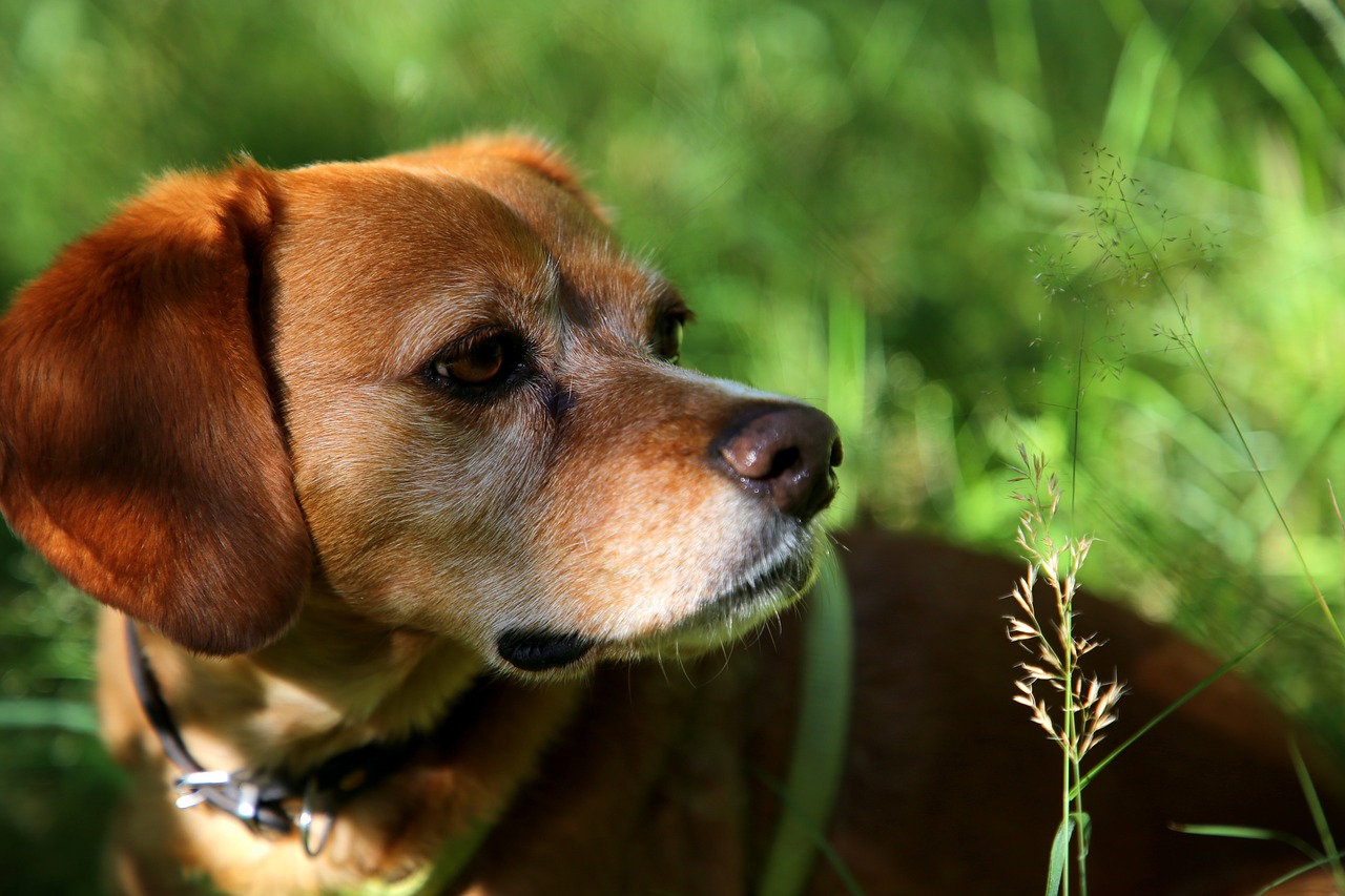 dog  animal  outdoor free photo