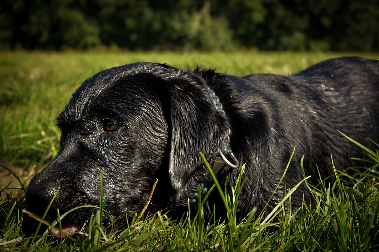 dog  labrador  black free photo