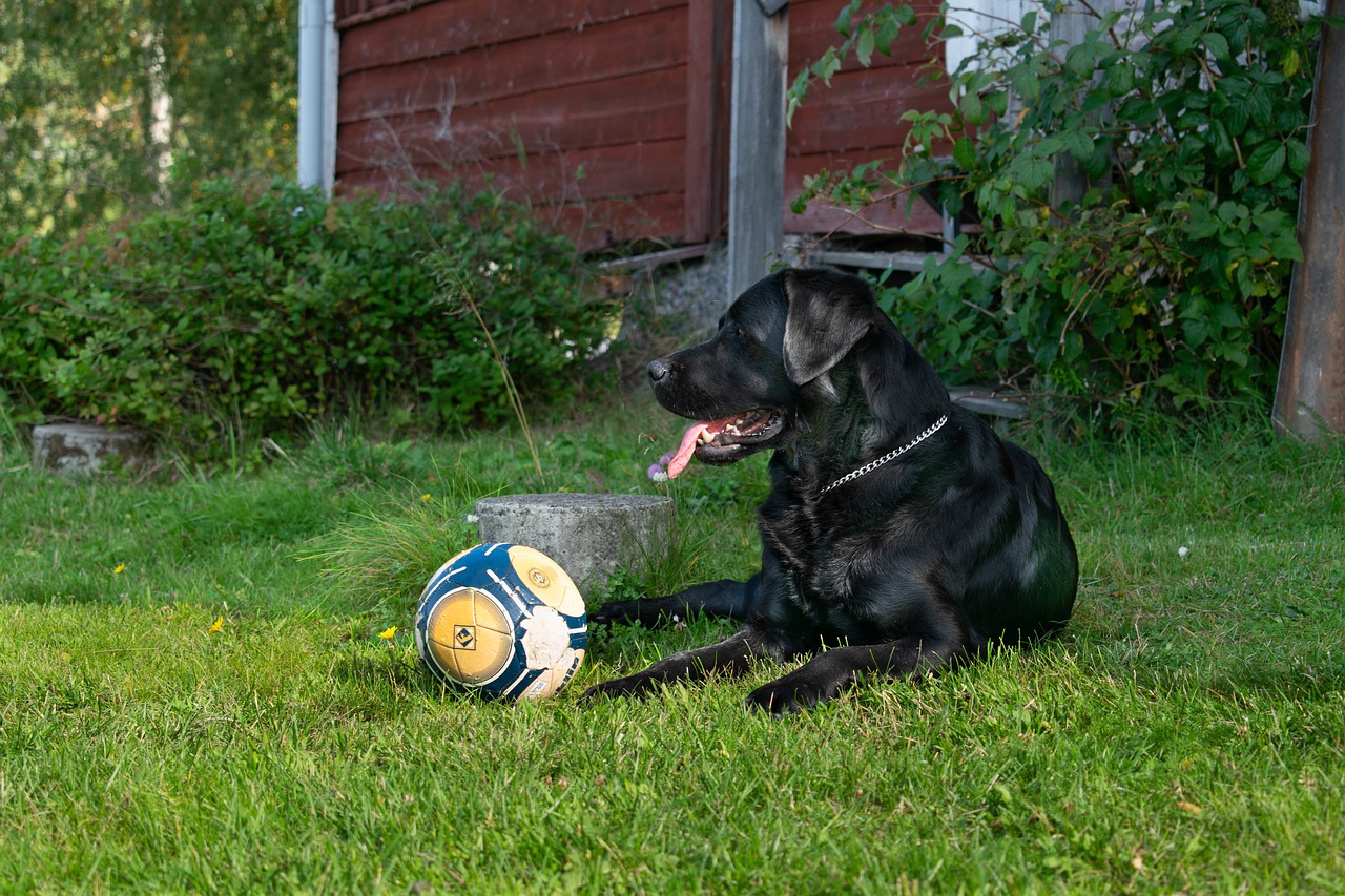 dog  labrador  pet free photo