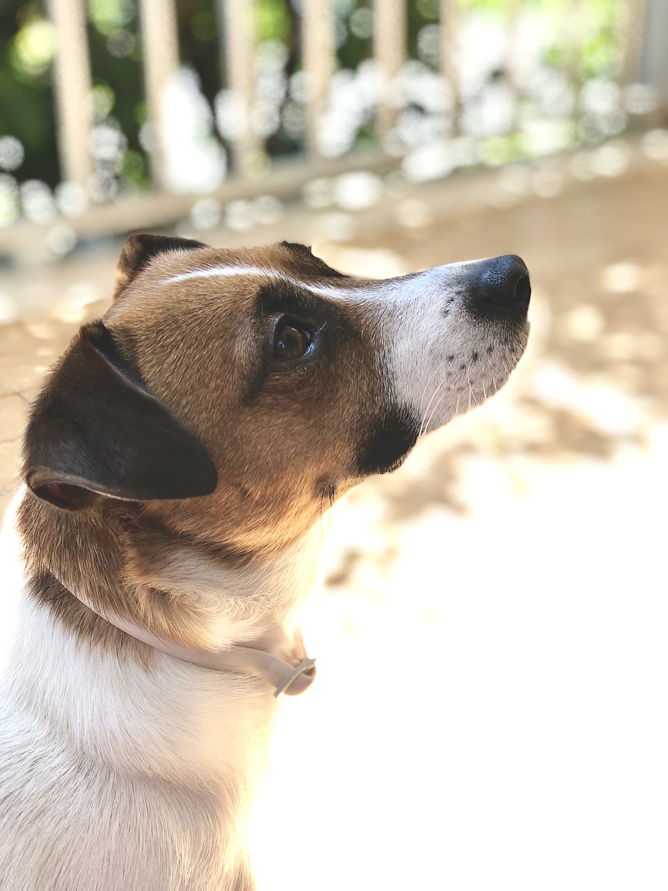 dog  jack russell  adorable free photo