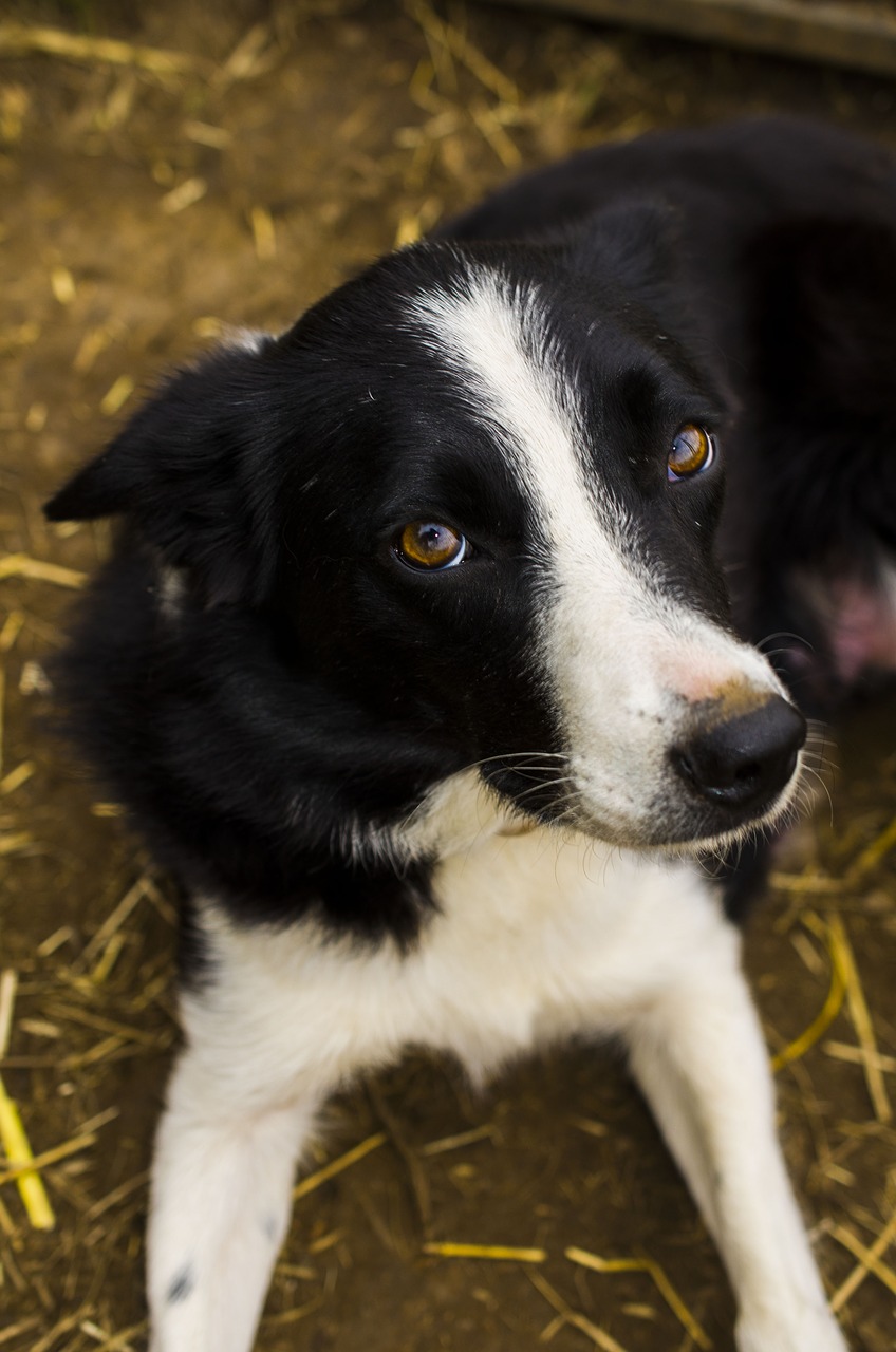 dog  outdoors  collie free photo