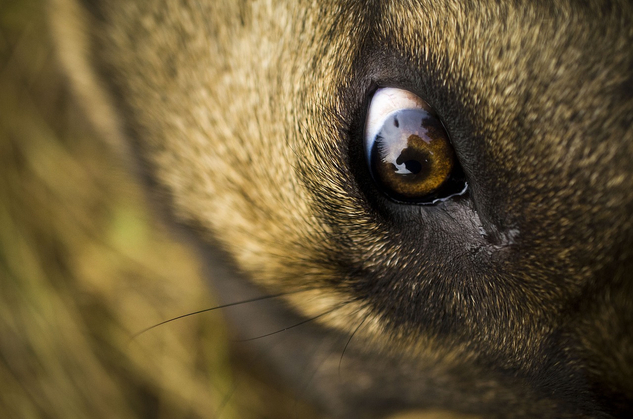 dog  eye  mastiffs free photo