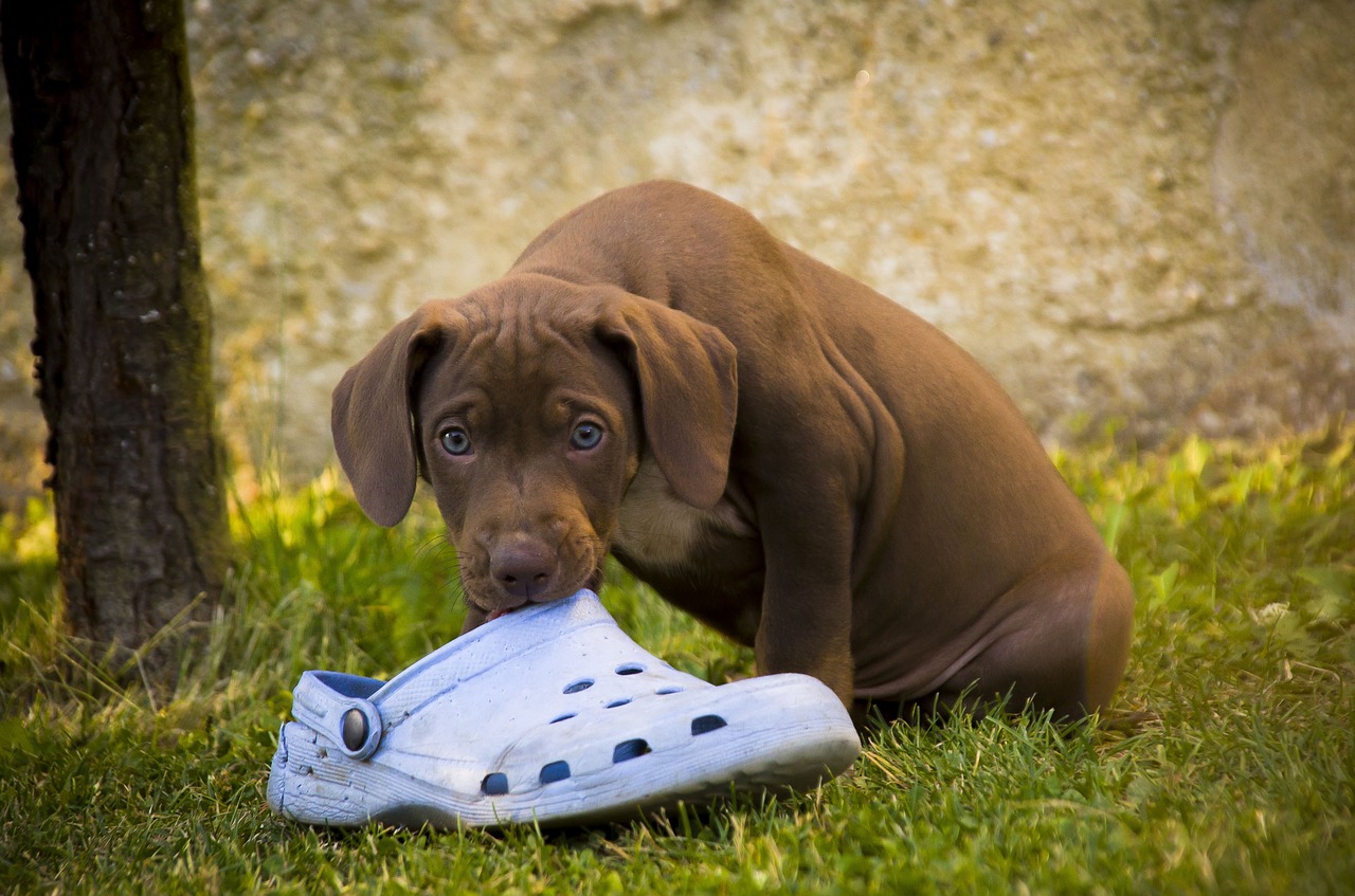 dog  puppy  outdoors free photo