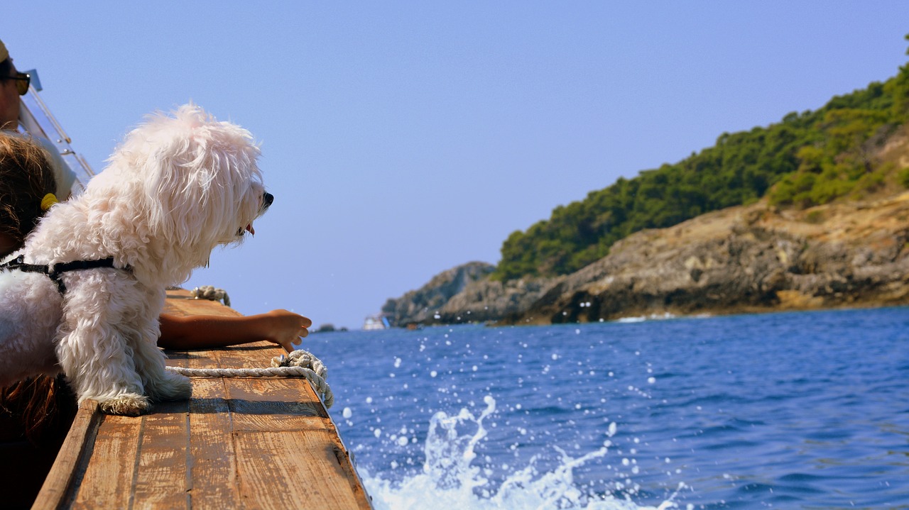 dog  boat  sea free photo