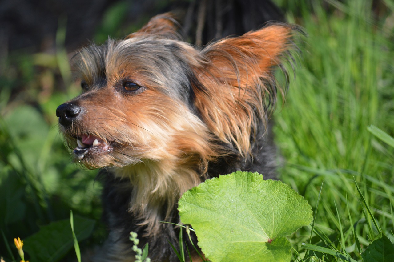 dog  pet  yorkshire free photo