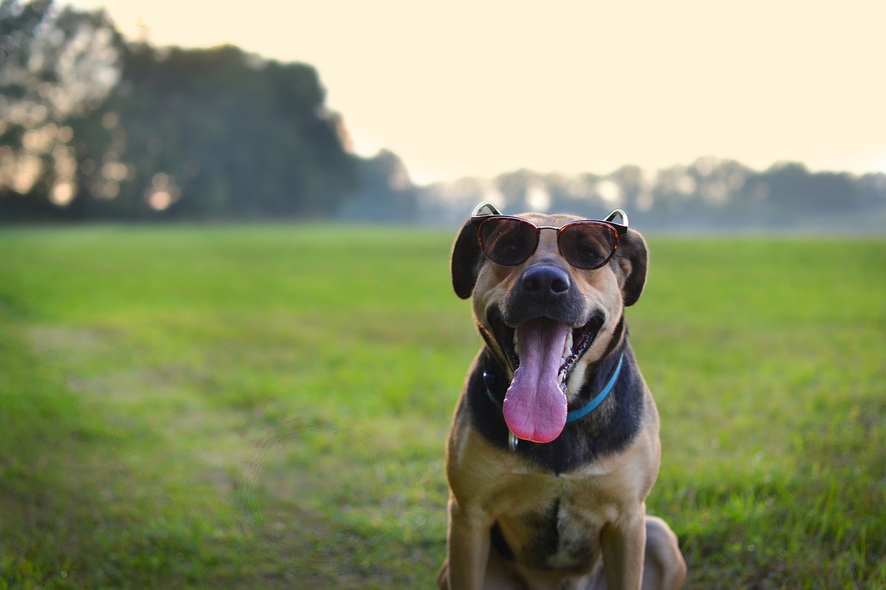 dog  summer  nature free photo