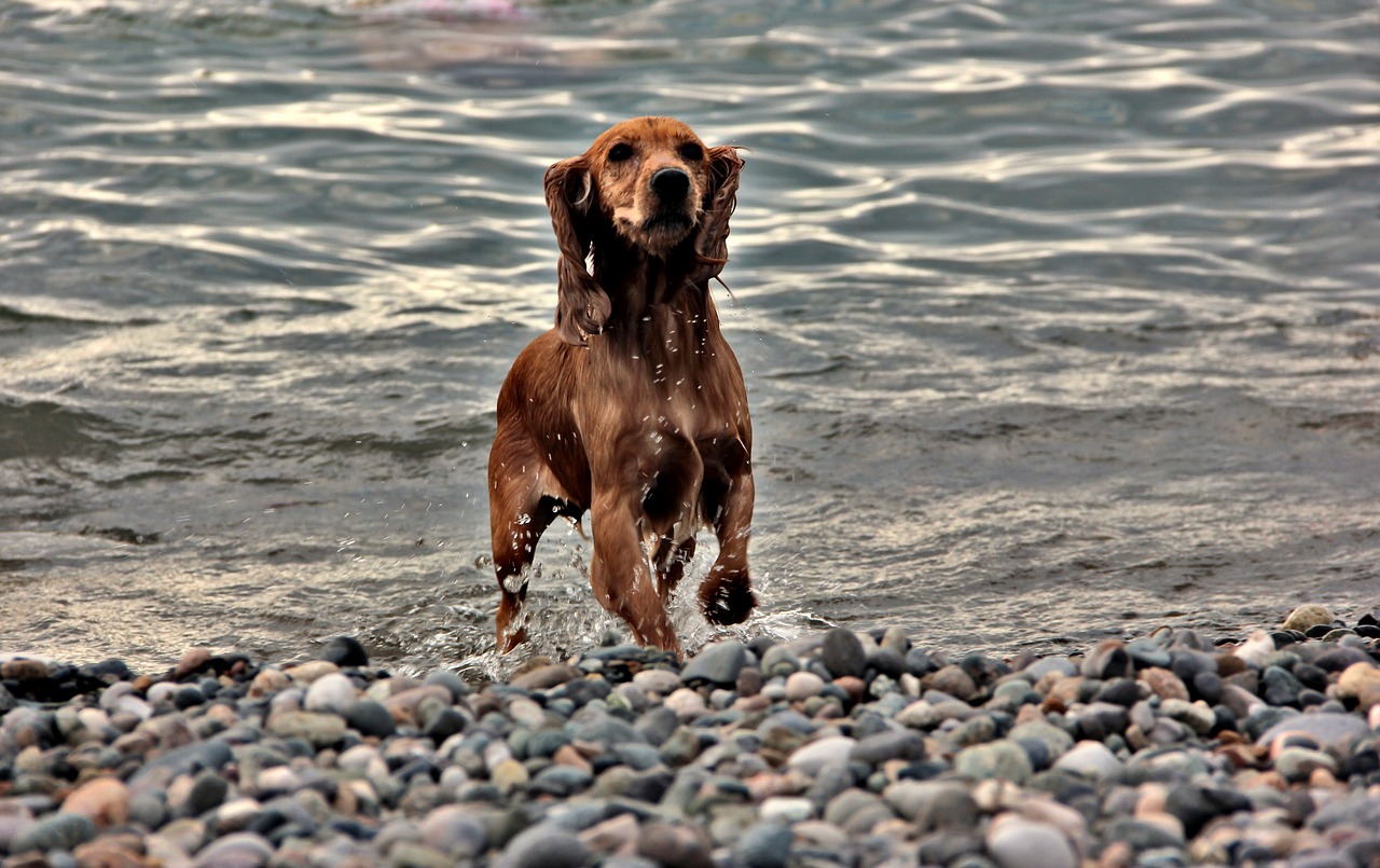 dog  batumi  georgia free photo