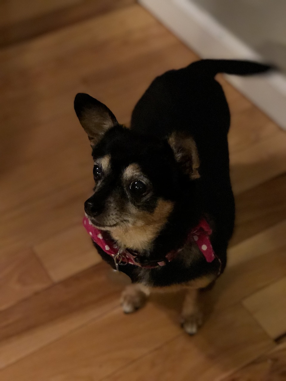 dog  chihuahua  pets free photo