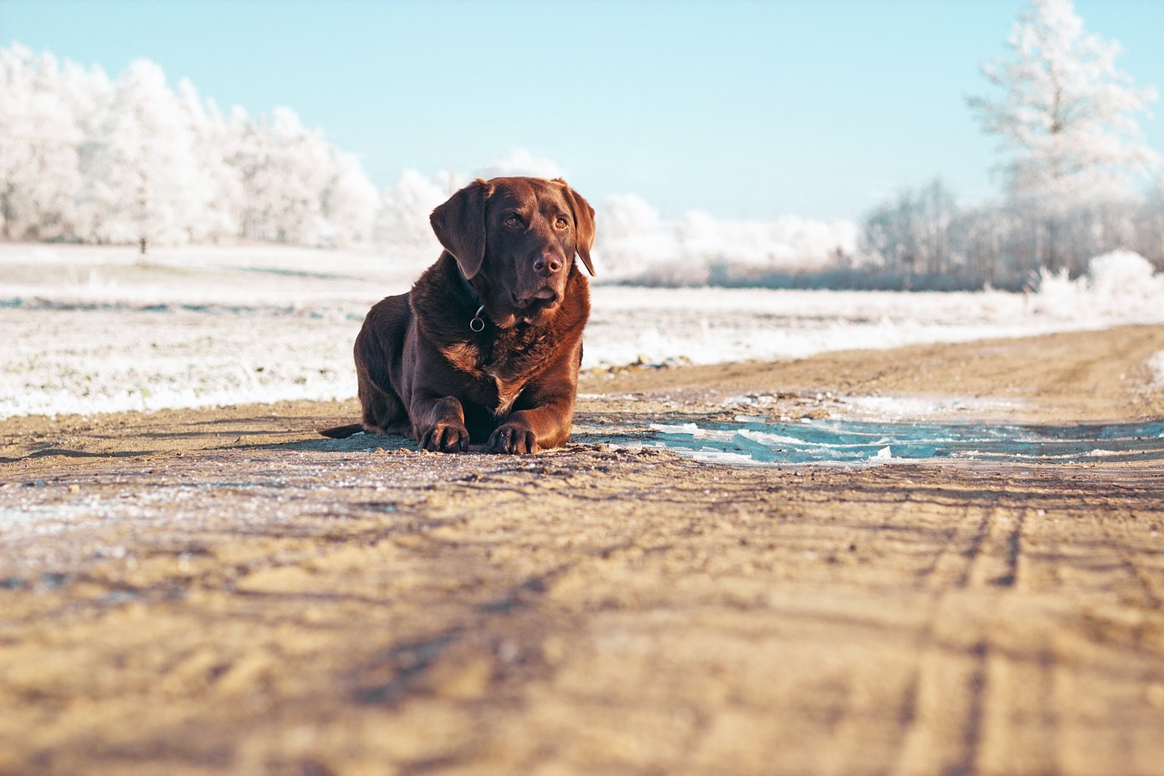 dog  winter  snow free photo