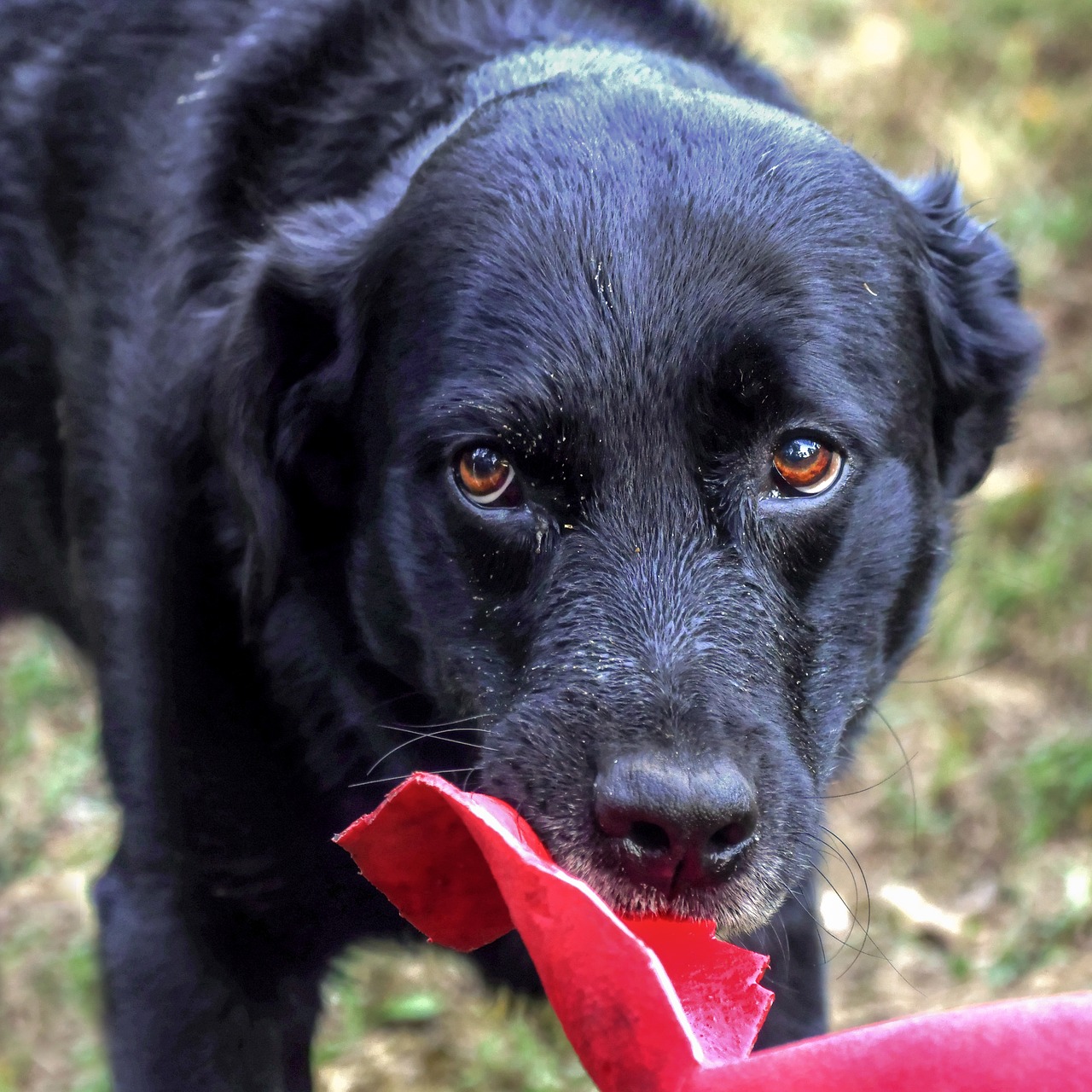 dog  look  eyes free photo