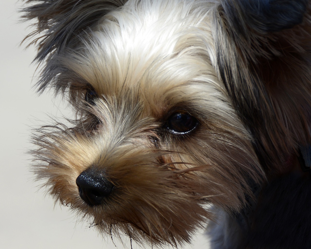 dog  animal  yorkipoo free photo