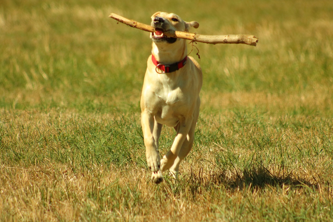 dog  play  batons free photo