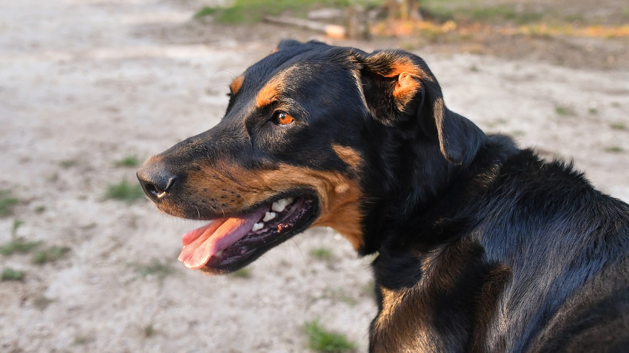 dog  beauceron  portrait free photo