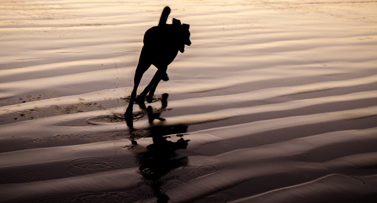 dog  reflection  sand free photo