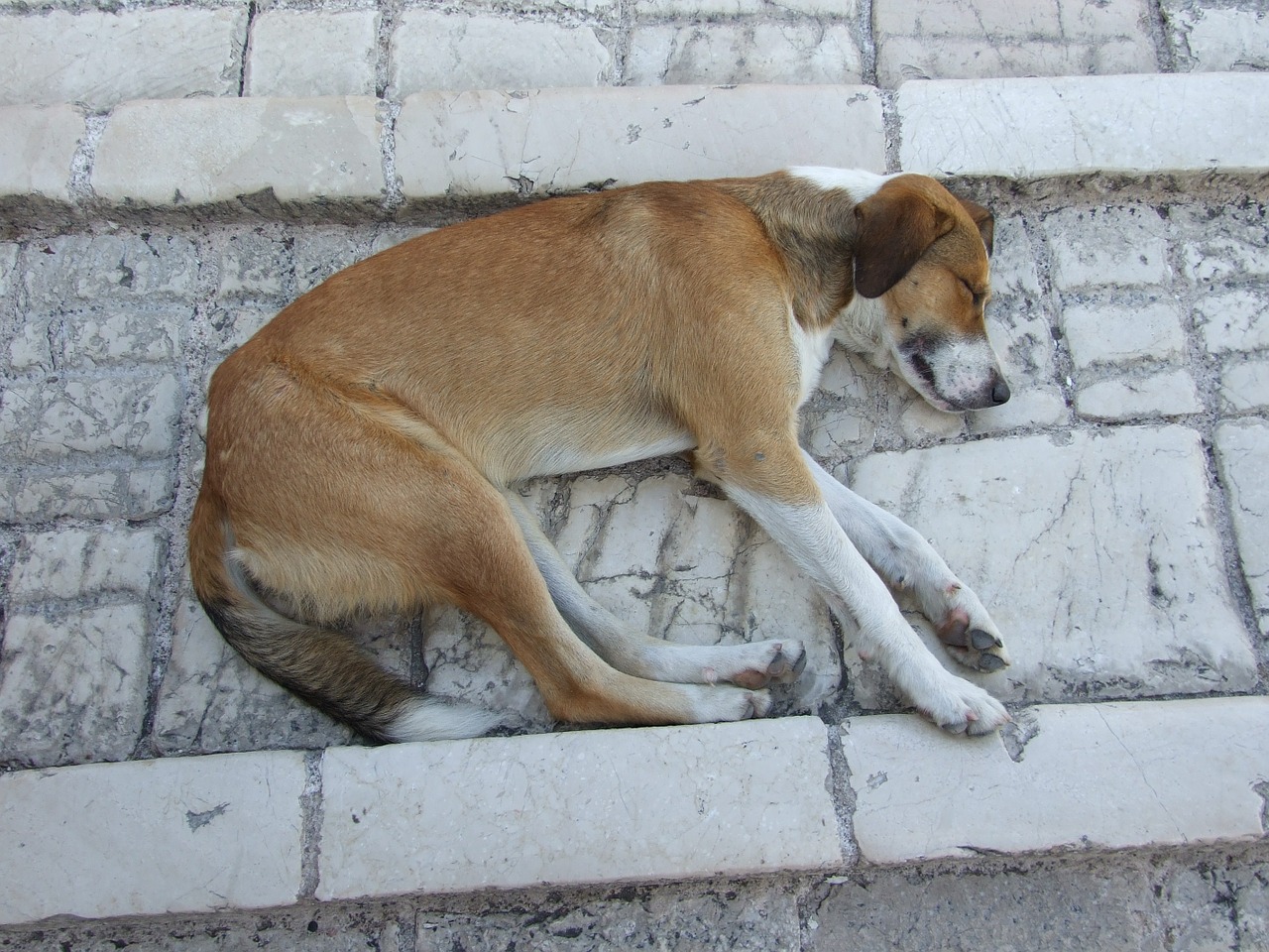 dog fatigue pets free photo
