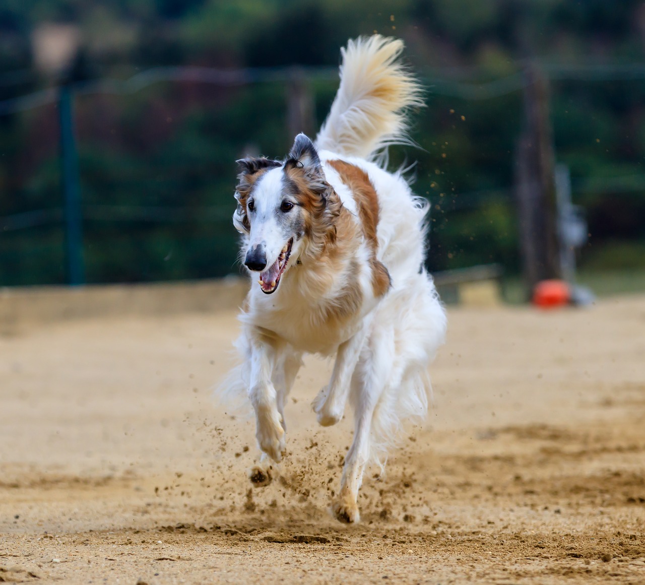 dog  greyhound  pet free photo