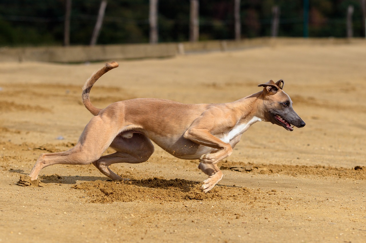 dog  greyhound  pet free photo