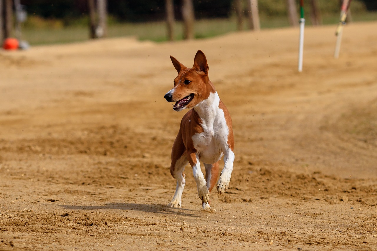 dog  greyhound  pet free photo