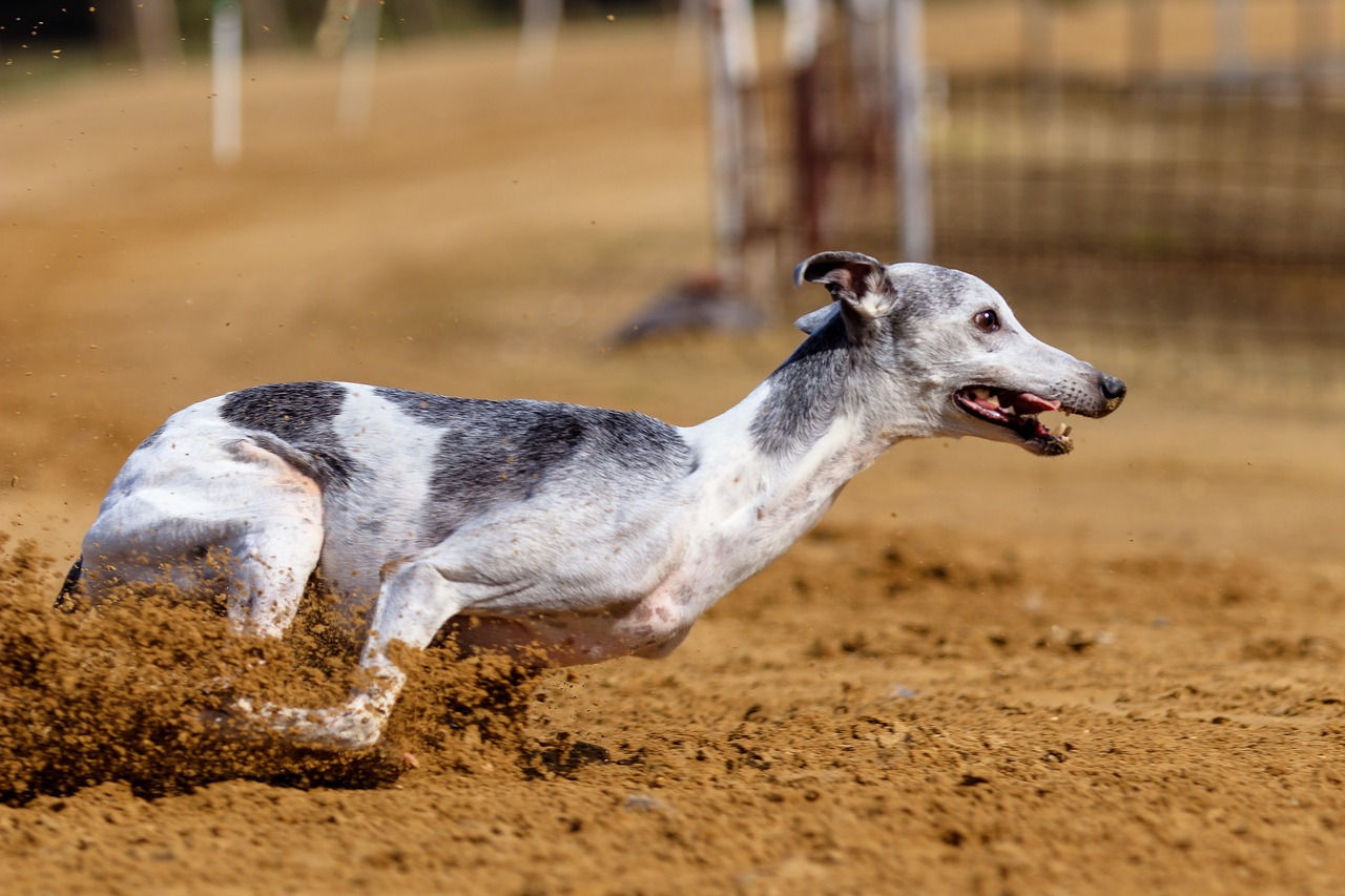 dog  greyhound  pet free photo