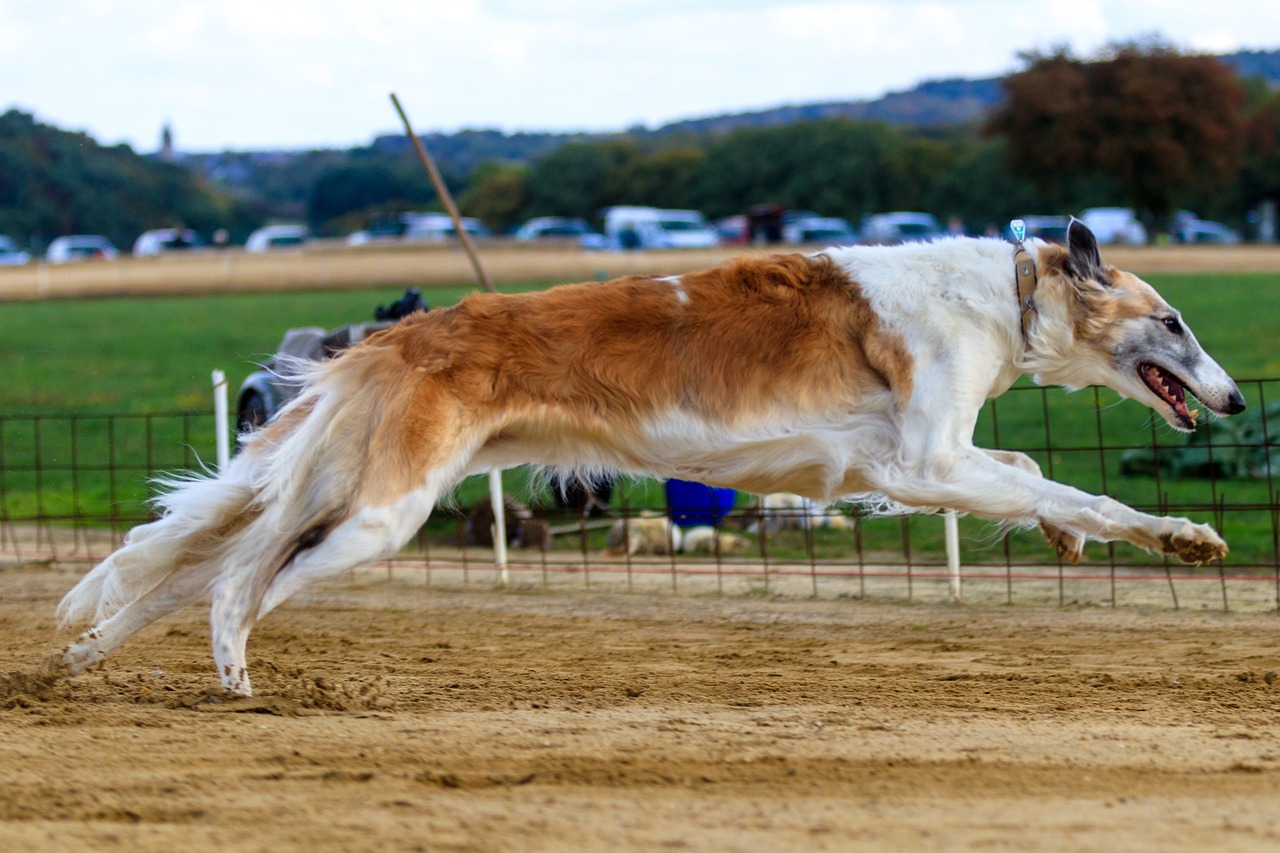 dog  greyhound  pet free photo