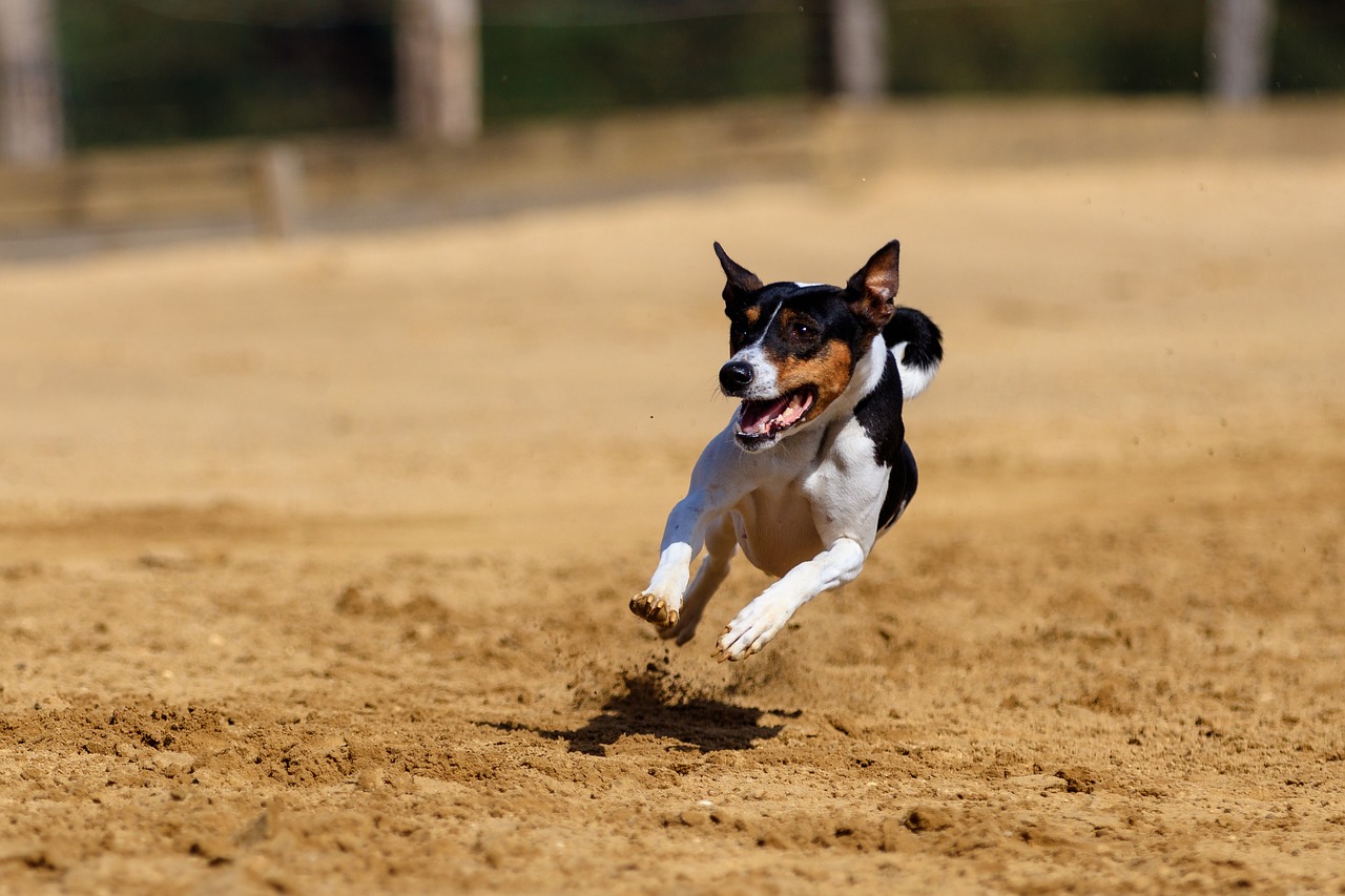 dog  greyhound  pet free photo